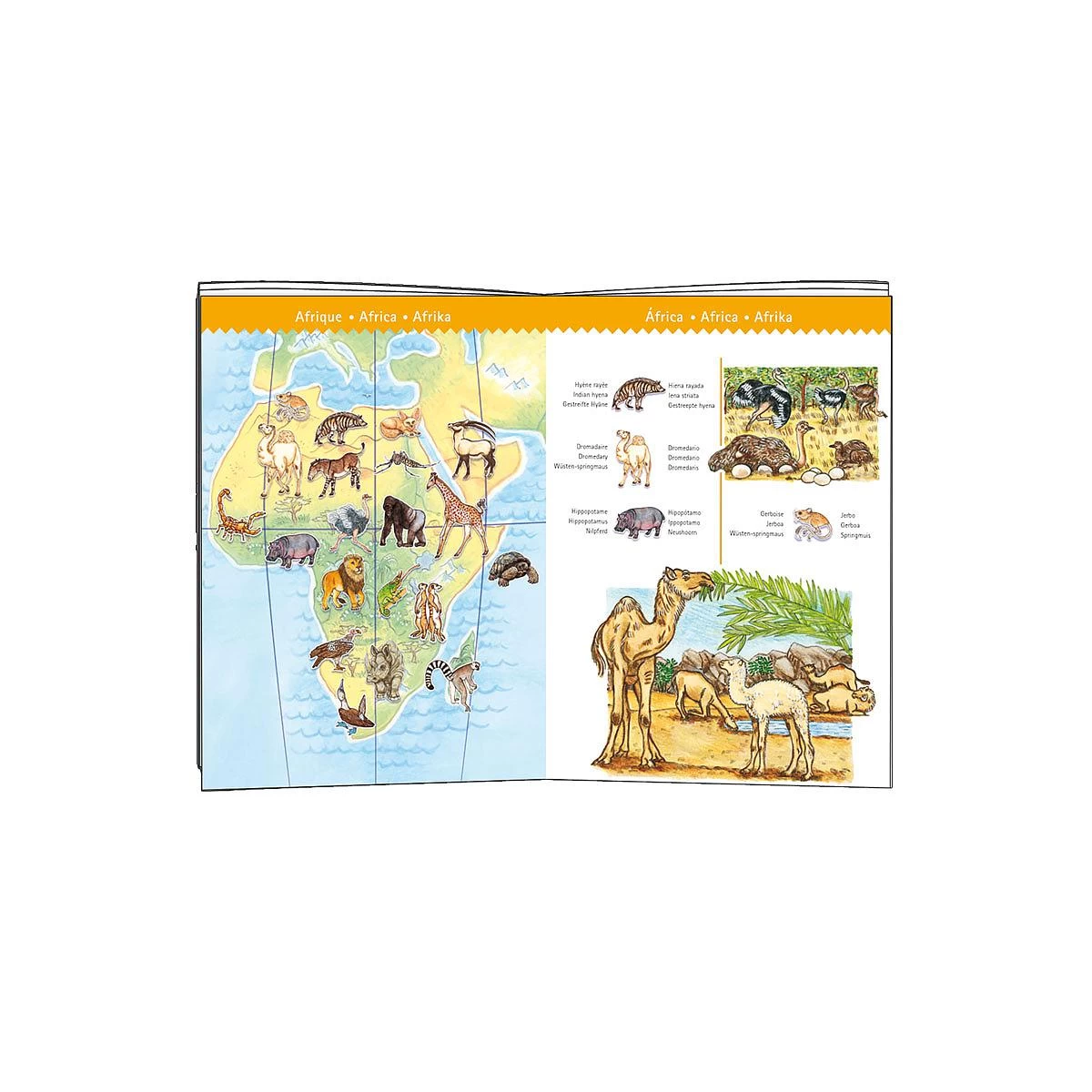 Puzzle Observation-100pcs ANIMAUX DU MONDE Djeco 1 Puzzle Observation-100pcs ANIMAUX DU MONDE Djeco